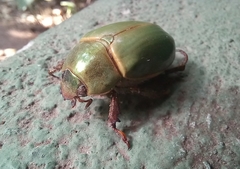 Rutelinae