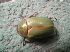 Rutelinae