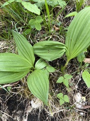 Cypripedium calceolus