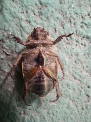 Rutelinae
