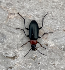 Heliotaurus ruficollis