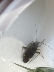 Closterotomus annulus