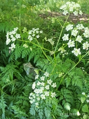 Anthriscus sylvestris