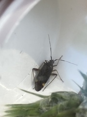 Closterotomus annulus