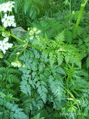 Anthriscus sylvestris