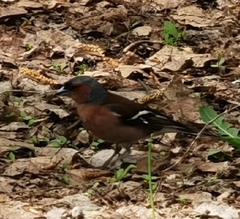 Fringilla coelebs