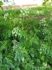 Anthriscus sylvestris