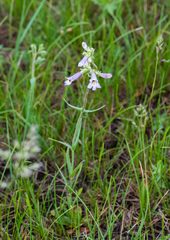 Penstemon gracilis