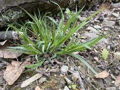 Carex hirtifolia