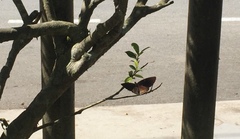 Euploea eyndhovii gardineri