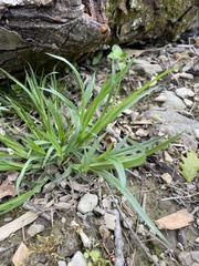 Carex hirtifolia