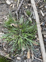 Carex hirtifolia