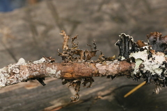 Tuckermanopsis chlorophylla