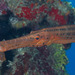 Western Atlantic Trumpetfish - Photo (c) Mark Rosenstein, some rights reserved (CC BY-NC-SA)