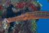 Western Atlantic Trumpetfish - Photo (c) Mark Rosenstein, some rights reserved (CC BY-NC)