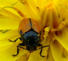 Cryptocephalus rugicollis