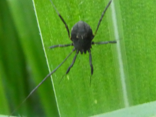 Globipedidae image