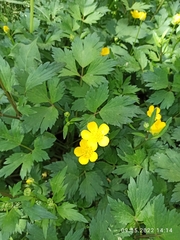 Ranunculus repens