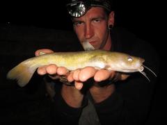 Ameiurus platycephalus