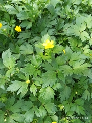 Ranunculus repens