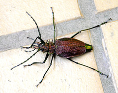 Psalidognathus friendii