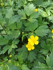 Ranunculus repens