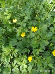 Ranunculus repens