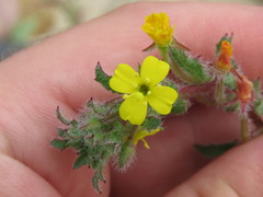 Camissoniopsis robusta