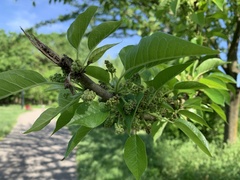 Maclura