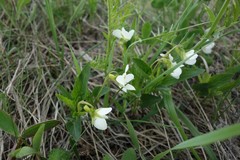Viola accrescens