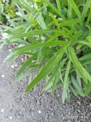 Falcaria vulgaris