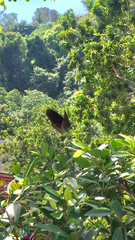 Euploea eyndhovii gardineri