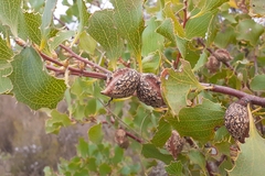 Hakea undulata