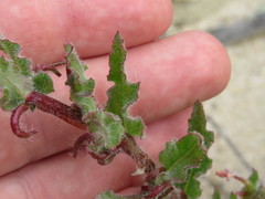 Camissoniopsis robusta