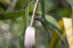 Zygonyx natalensis