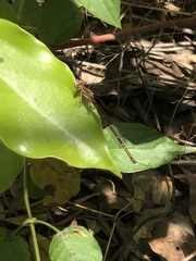 Platycnemis phyllopoda