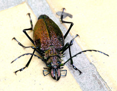 Psalidognathus friendii