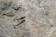 Platycypha fitzsimonsi