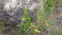 Dioscorea heteropoda
