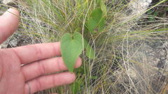Dioscorea heteropoda