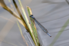 Pseudagrion spernatum