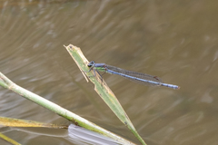 Pseudagrion spernatum