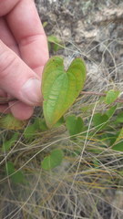 Dioscorea heteropoda