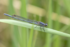 Pseudagrion spernatum