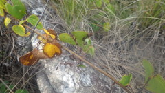 Dioscorea heteropoda