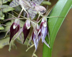 Epidendrum escobarianum