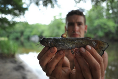 Ameiurus serracanthus