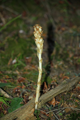 Monotropa hypopitys hypophegea