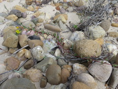 Camissoniopsis robusta