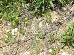 Reseda suffruticosa